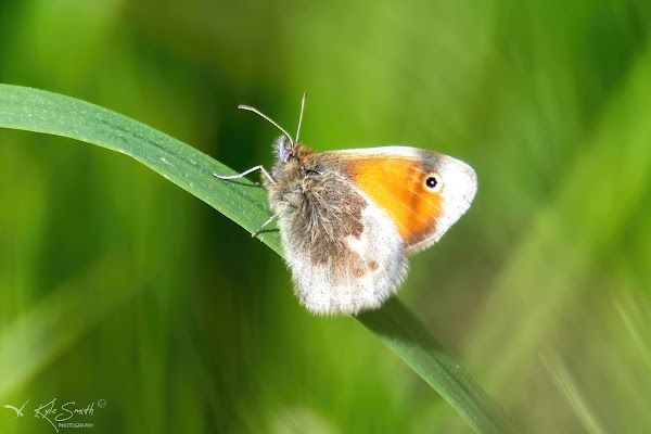 Small heath butterfly