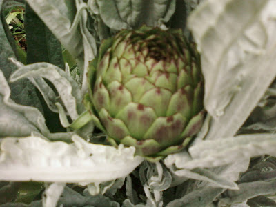 Ripe artichoke head ready for harvesting