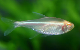 Ikan Neon Albino Tetra