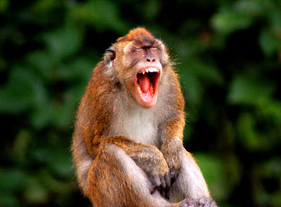 bared teeth monkey