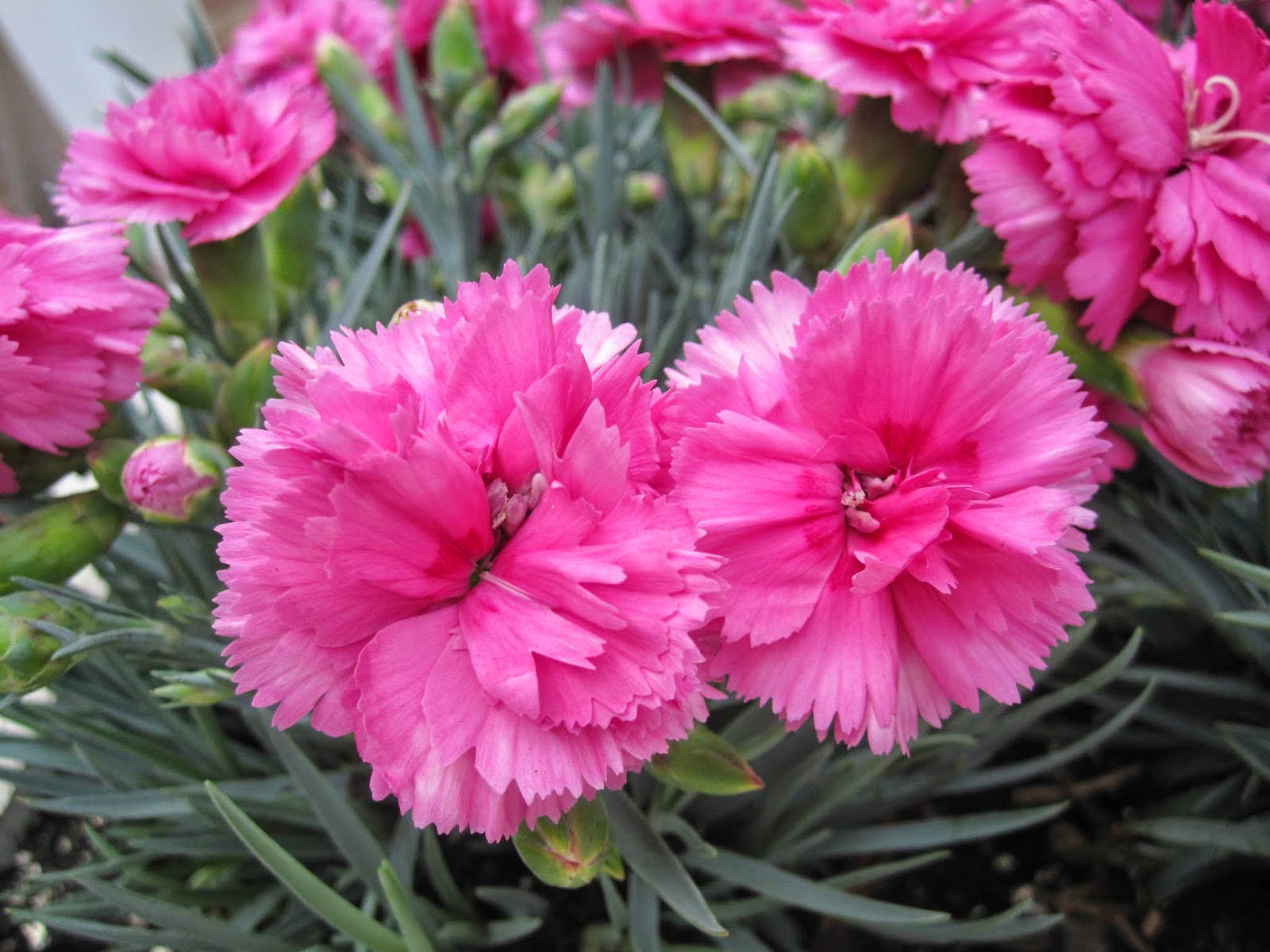 Manfaat dan Khasiat Bunga Anyelir Dianthus Caryophyllus Manfaat dan Khasiat Bunga Anyelir Dianthus Caryophyllus