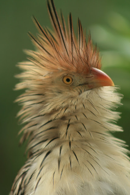 Cuckoo Bird Nest