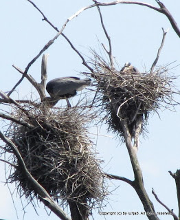 Great Blue Heron Nests