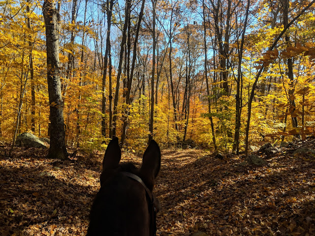 The Preserve Old Saybrook