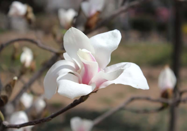 Magnolia Flower Pictures