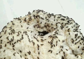Khasiat semut jepang untuk kesehatan
