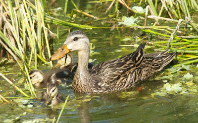 Mottled Duck (Anas fulvigula)