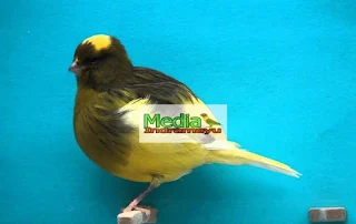 jenis kenari paling bagus suaranya, suara burung kenari bagus, kenari untuk lomba, gambar burung kenari, kenari warna unik, burung kenari thailand, suara kenari gloster, kenari, burung kenari, jenis kenari, jenis burung kenari, jenis kenari di indonesia, jenis kenari yang bagus, jenis kenari af, jenis warna kenari yang bagus, harga burung kenari, jenis kenari loper, jenis kenari lokal super, kenari domestik, jenis kenari suara keras, jenis kenari unggulan, jenis suara kenari terbaik di dunia, kenari yg bagus jenis apa, jenis kenari lokal terbaik