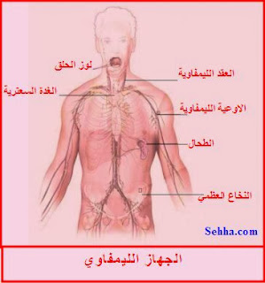 الجهاز الليمفاوي Lymphatic System 