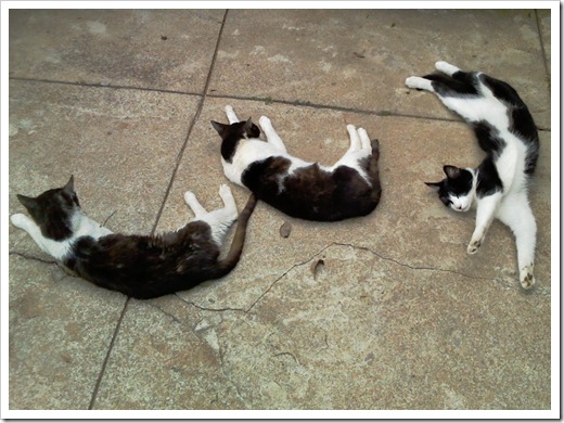 threekitties