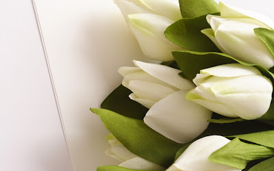 fotografias de tulipanes blancos