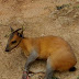 Live Female Antelope Caught With Trap, To Be Sold For N5,000 (Photos) 