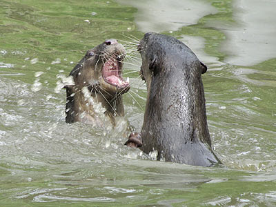 Smooth Otters (Lutrogale perpicillata)