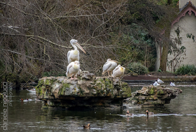 Pelican colony in St James’s Park