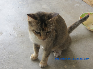 kucing, haiwan, comel, manja, dari, sudut, pandang, curang, seks, kesayangan, Rasulullah, Gendut, kejam, manusia,dan, pada