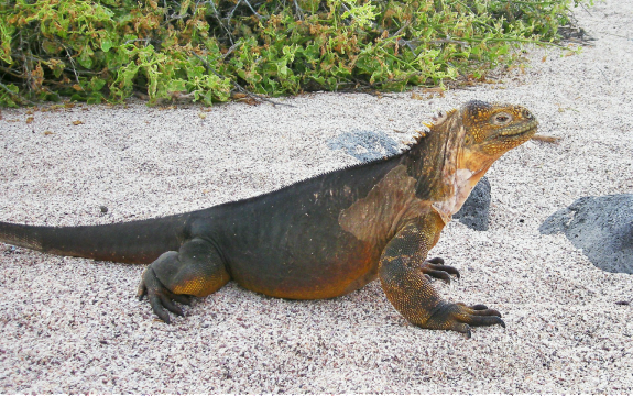Iguana-Galapagos Island 