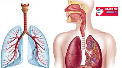 What Is Respiratory System