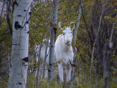 35 Ghosts of Nature - Albino Animals of the Wild