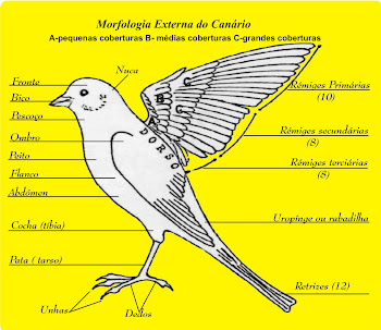 Morfologia Externa dos Canários