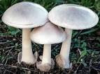 Edible Mushroom in hindi