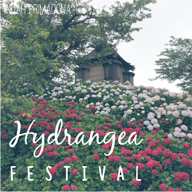 hydrangea flower, hydrangea, hydrangea festival, bunga hydrangea, festival bunga