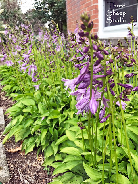 Purple Blooming Hosta