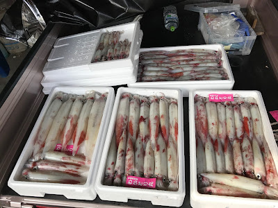 [10000印刷√] 白イカ 釣り 180957-白イカ 釣り船