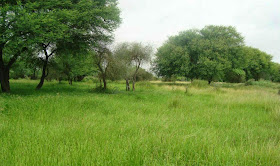 The Banni Grasslands