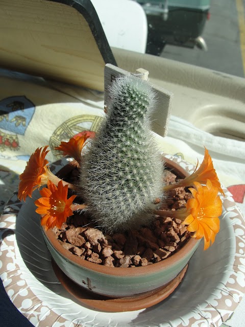 How Long Do Cactus Stay In Bloom - How long can a cactus go without water?