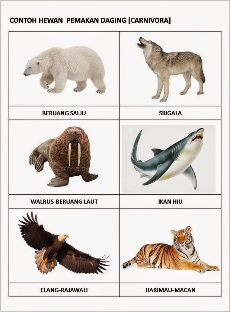 Hasil gambar untuk jenis hewan berdasarkan jenis makanan
