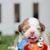 Puppy Parenting : Your Comprehensive Guide to Raising a Happy and Healthy Pup