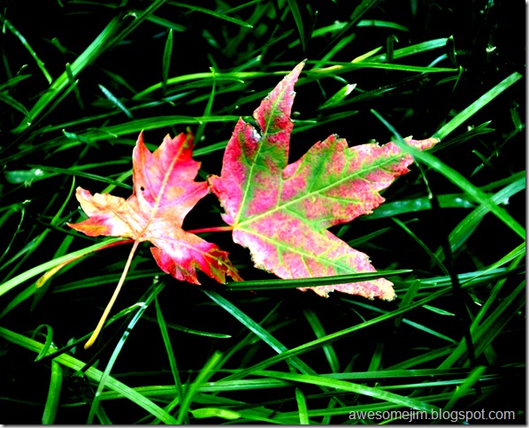 leaves1