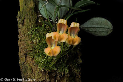 Masdevallia prodigiosa care and culture