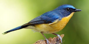 Burung-burung Berkicau Aa Maman