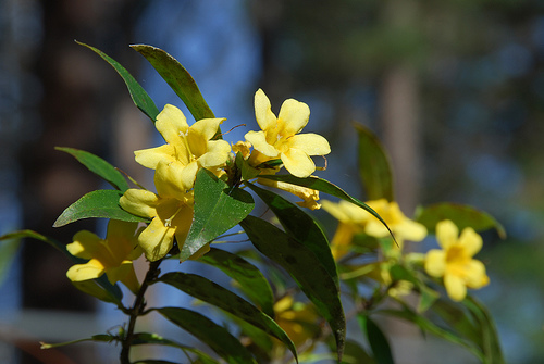 types of flowers in india Yellow Jasmine Flower | 500 x 335