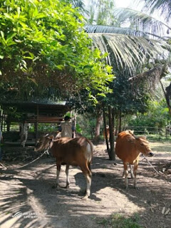 Forest Talk - Berkunjung Ke Desa Makmur Peduli Api