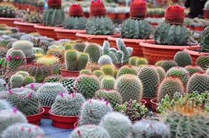 7 Types of Large Cactus That Are Suitable for Decoration in the Home