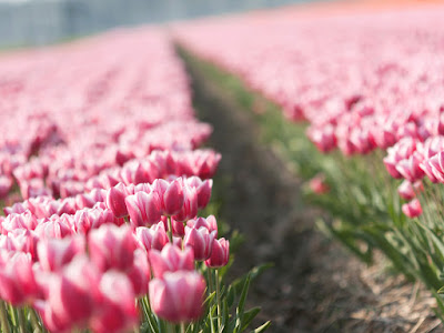 fotos de tulipanes rosas