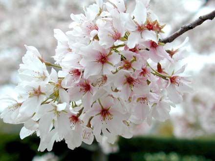 Cách người Nhật cư xử với quốc hoa