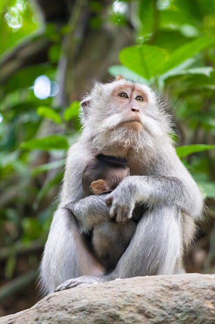 Scimmie nella Monkey forest-Ubud-Bali