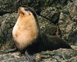 Lobo marino subantártico Arctocephalus tropicalis