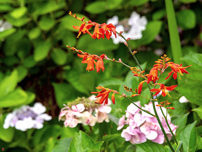 Himeougisuisen (Crocosmia x crocosmiiflora) flowers: Kita-kamakura