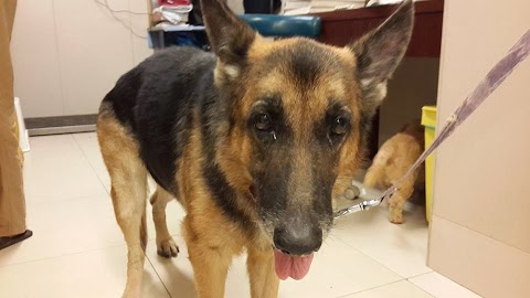 German Shepherd Malaysia