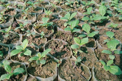 sagwan teak tree plantation in pakistan 