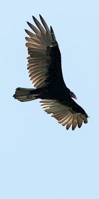 Turkey vulture