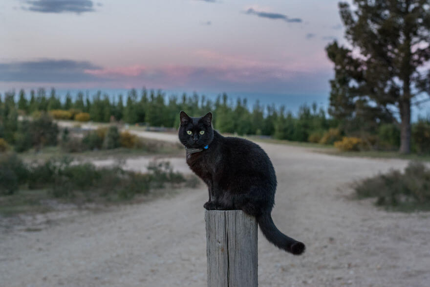 A Guy Quit His Job And Sold Everything 3 Years Ago To Travel With His Cat Willow In A Campervan