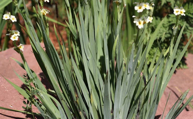 Sisyrinchium Striatum Flowers Pictures