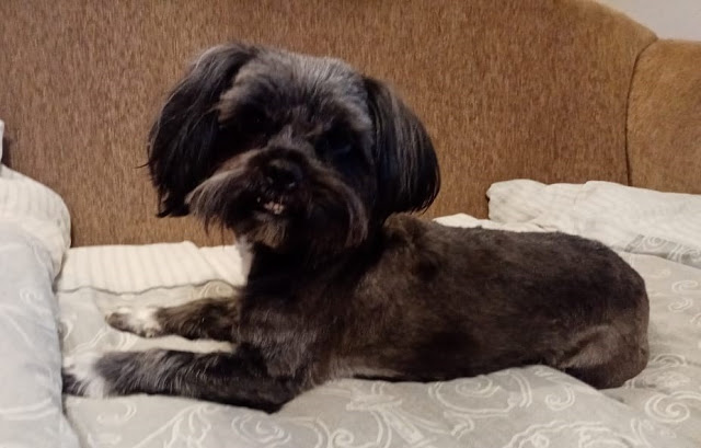 3kg small black Yorkie laying on a couch