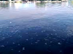 Ribuan Ubur-ubur Serbu Pantai Mayangan di Kota Probolinggo
