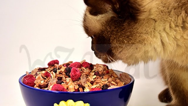 Can cats and dogs eat fruit